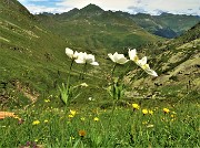 71 Anemoni narcissini (Anemonastrum narcissiflorum) con vista sulla Valle di Ponteranica